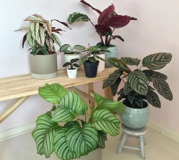 plantas para sala