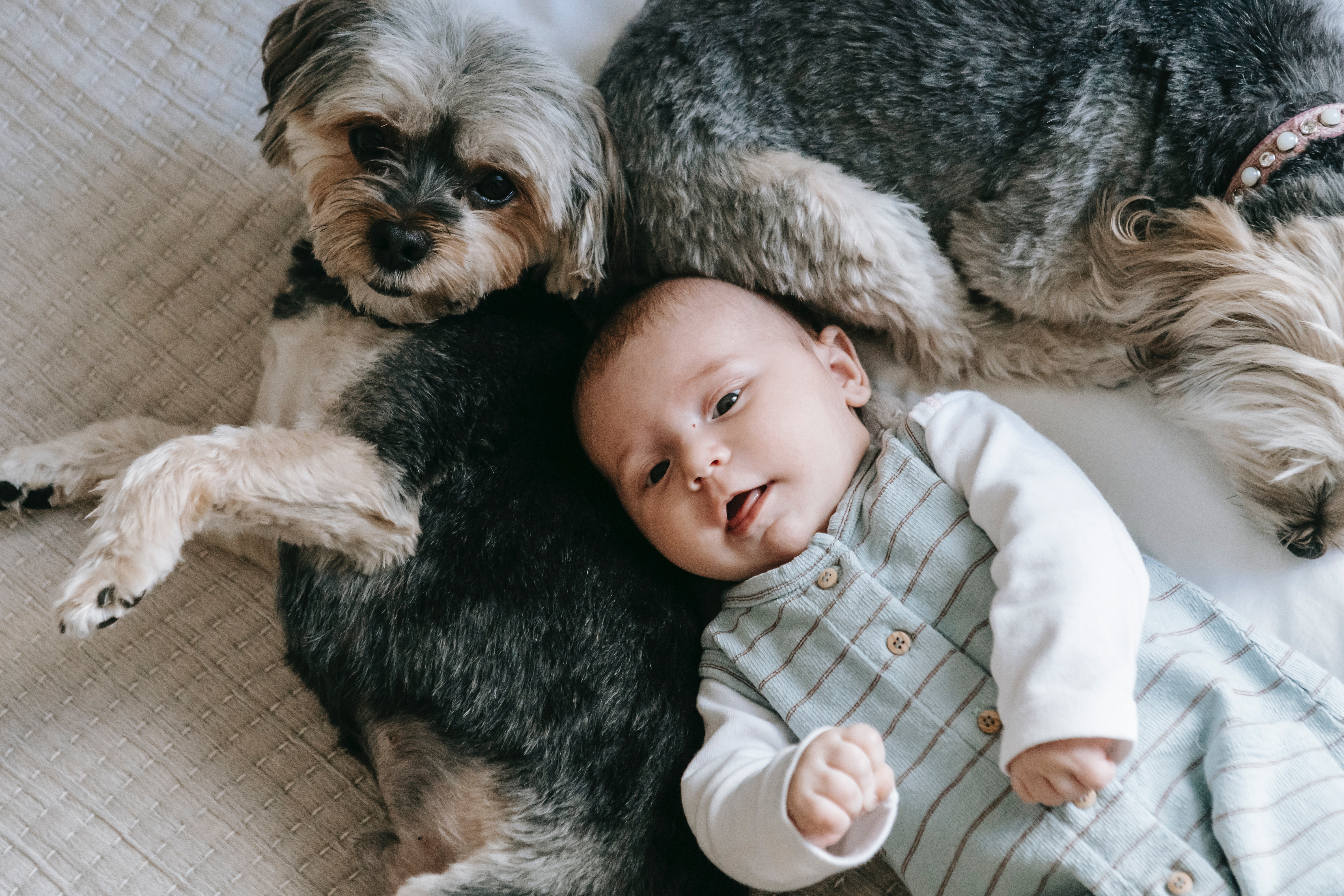Adaptação de animais de estimação e bebê