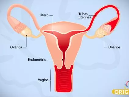 Conheça os Órgãos Femininos do Sistema Reprodutor e suas funções